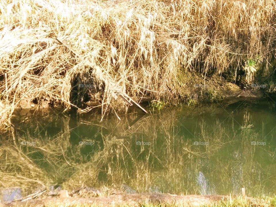 dry grass reflecting