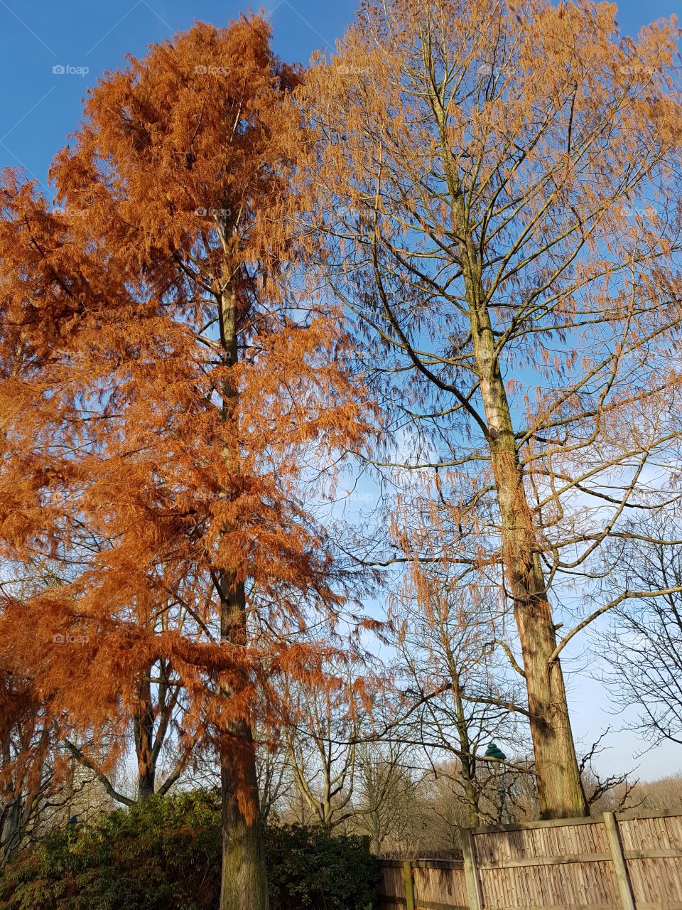 Botanischer Garten im Winter