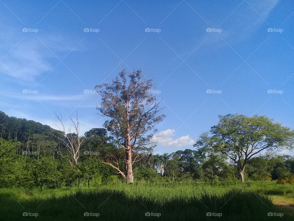 high eucalyptus tree. and Jatobá tree Brazil