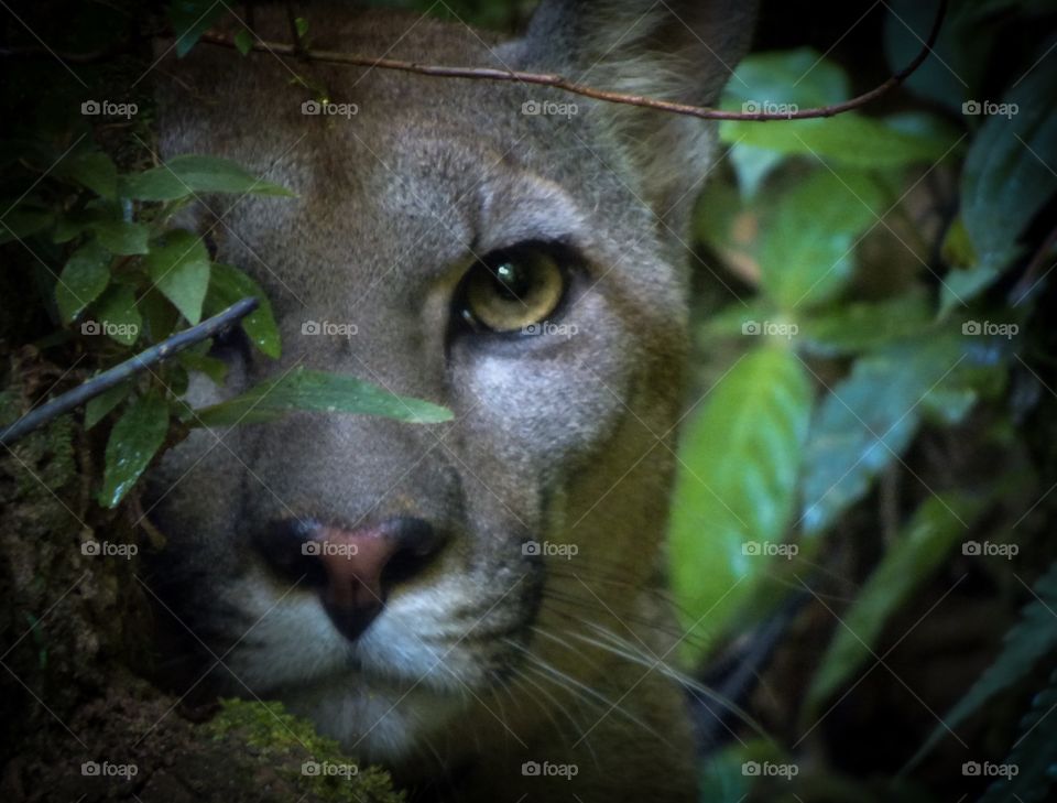 Puma looking through jungle