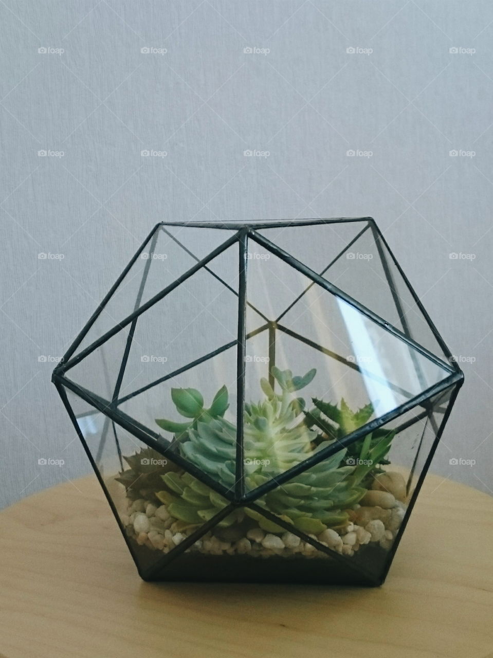 Terrarium 