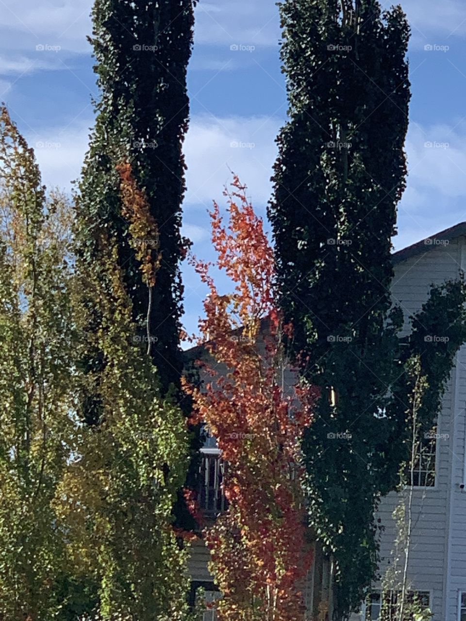 Pretty fall colour 