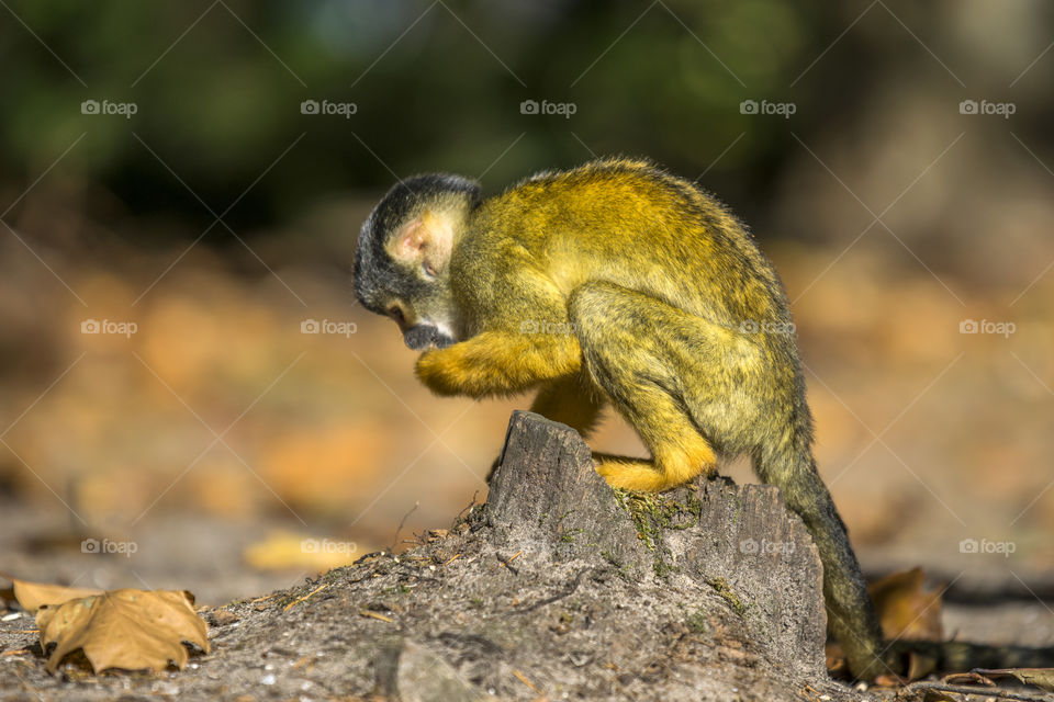 Close Up Of A Black-Capped Squirrel Monkey In A Tree