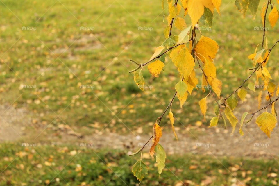 leaves macro shot