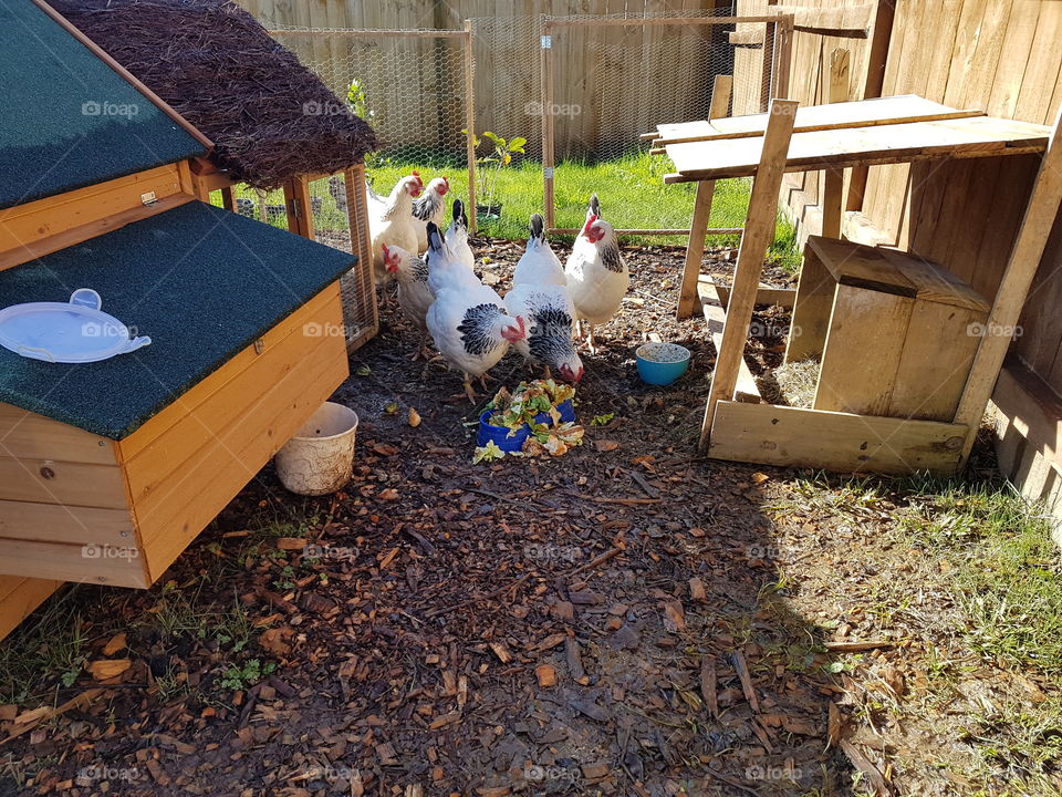 backyard chickens next to coop