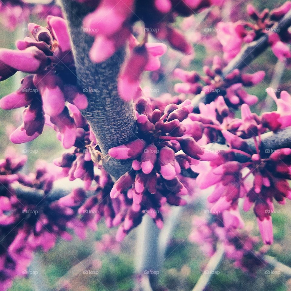 Budding Redbud.. My husband and I were walking our dogs in early Spring, and we came upon this pretty little Redbud.