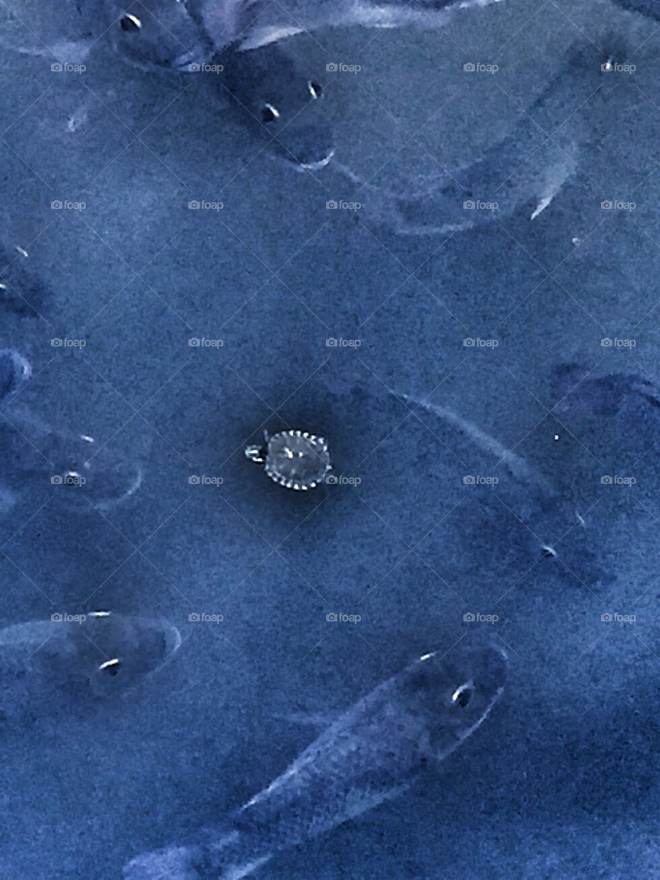 Tiny turtle swimming while being watched by fish