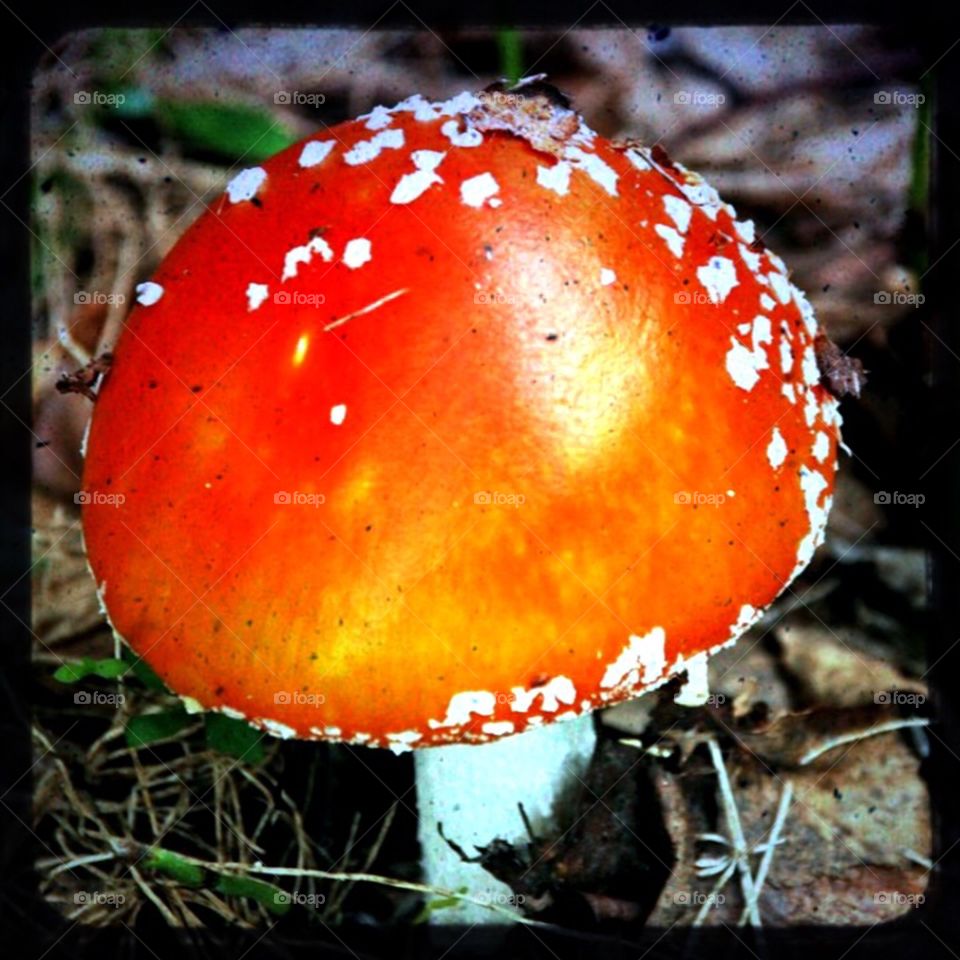 fungus