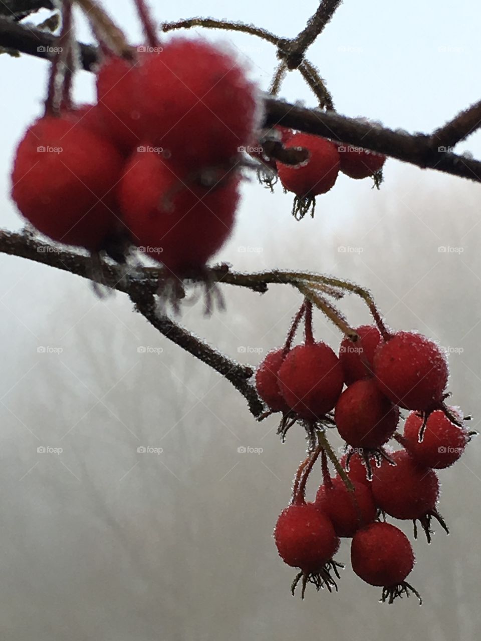 Winter red berry tree