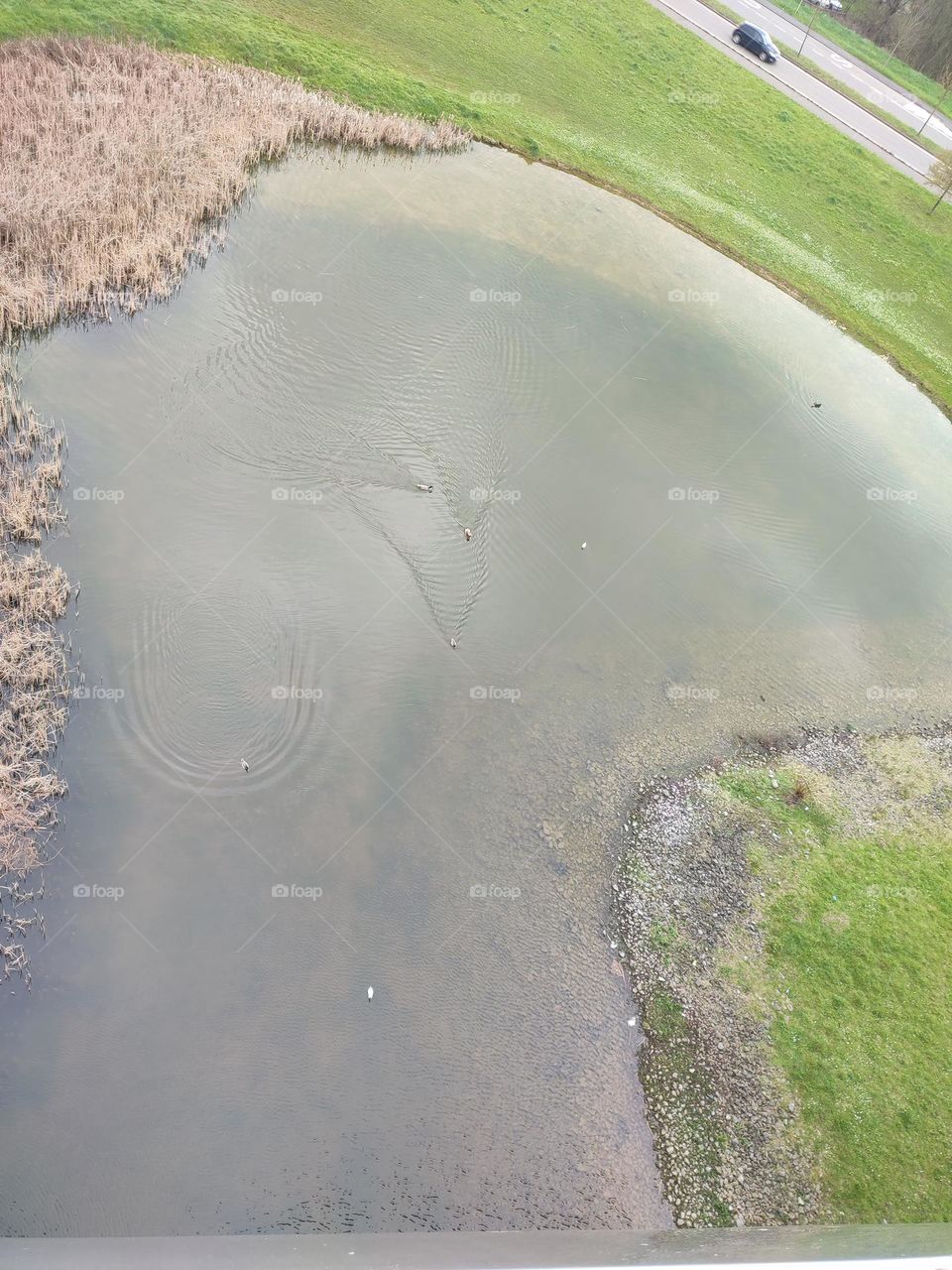 Aerial view of a Small pond, wildlife