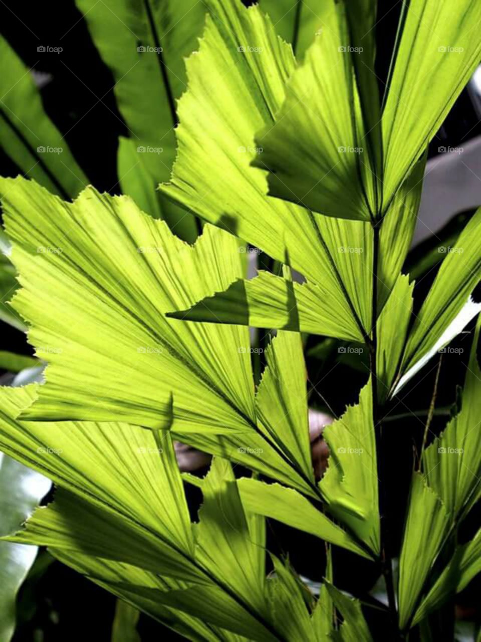 Close-up of palm leaves