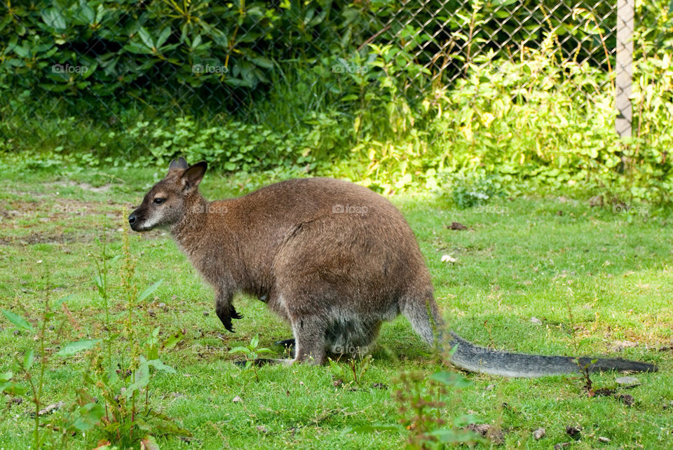 animal zoo wild kangaroo by jbdc