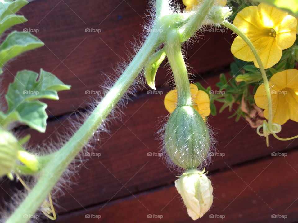 Small watermelon. A baby watermelon born in a vase togheter flowers