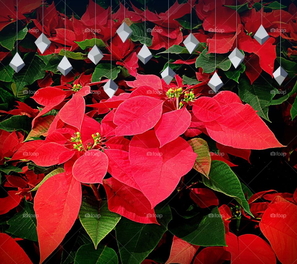 Poinsettia


