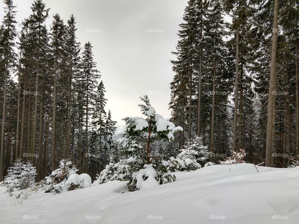 Trees covered by snow during winter. Slovakia