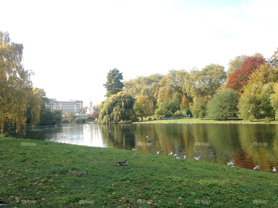 Reflection. St James park lake and Buckingham palace