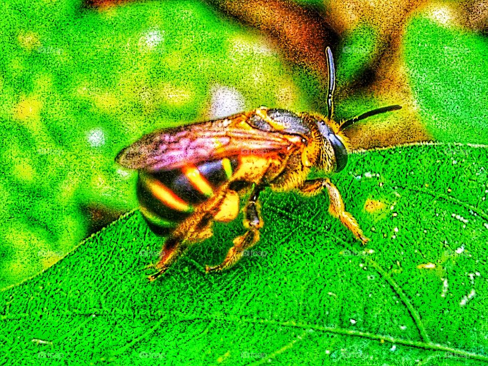 Honey bees are beautiful to look at