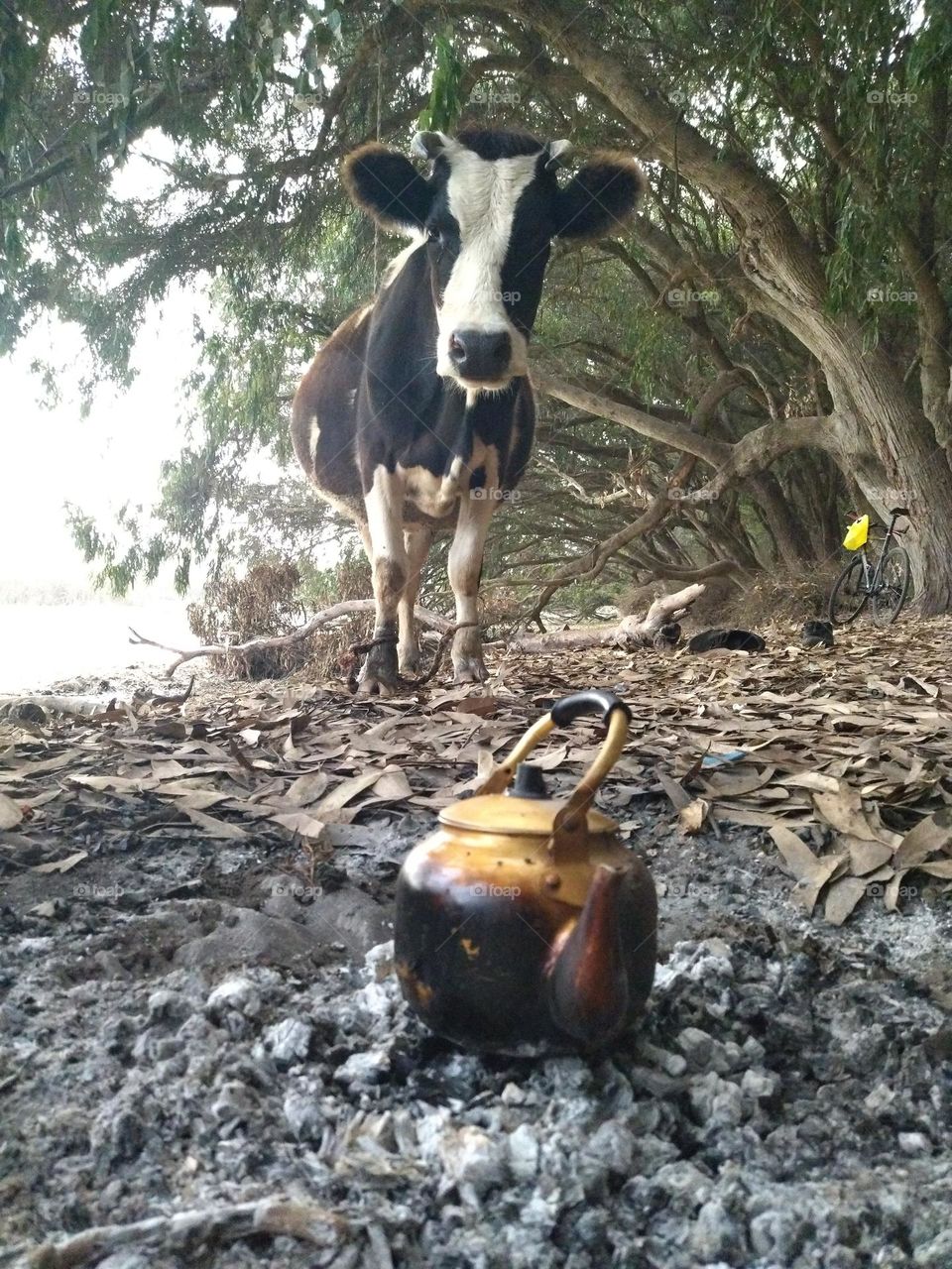 Teapot and cow