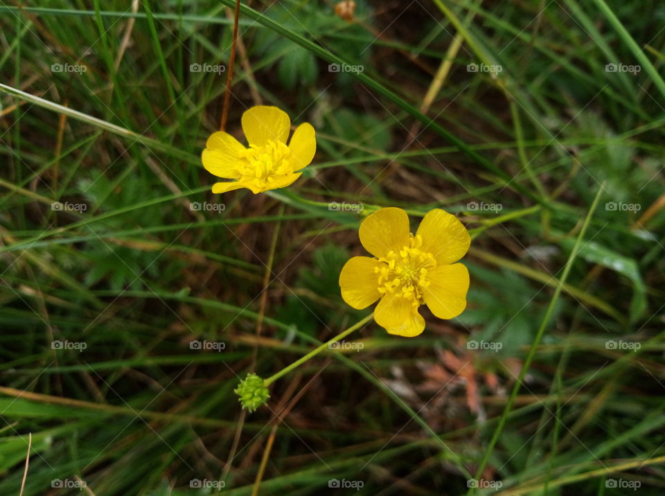 forest flower