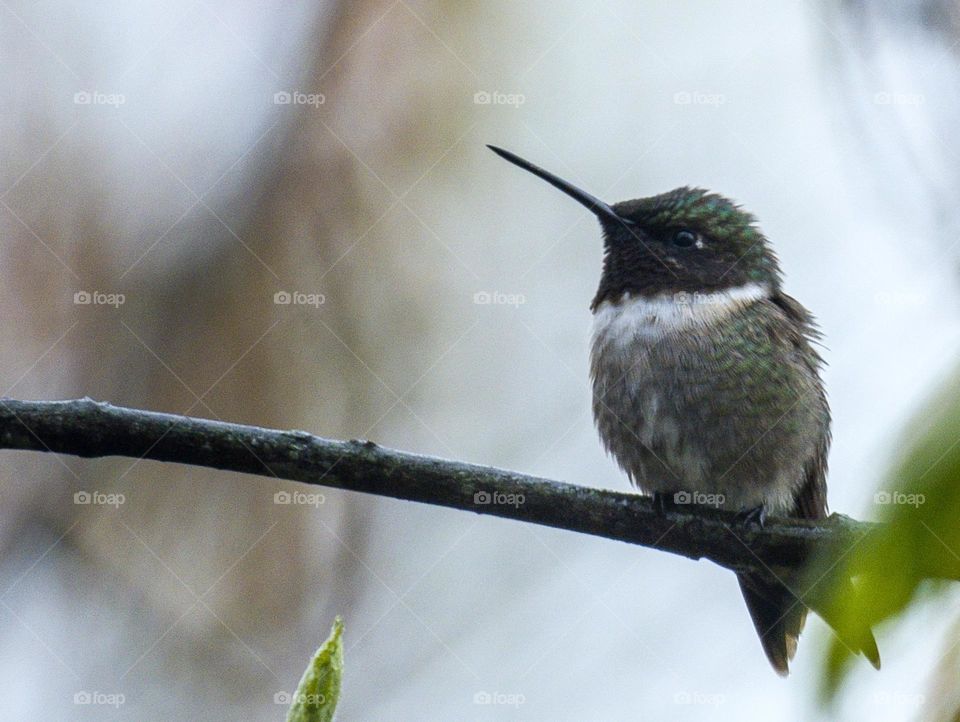Hummingbird migration  - definite sign of spring