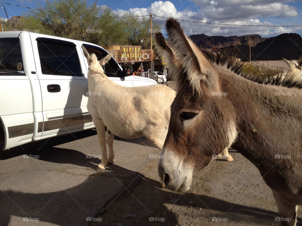 mammals wild in united states by arizphotog