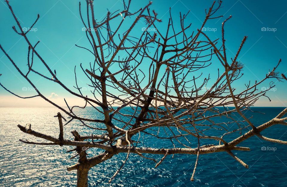 Fall tree over summer sea.