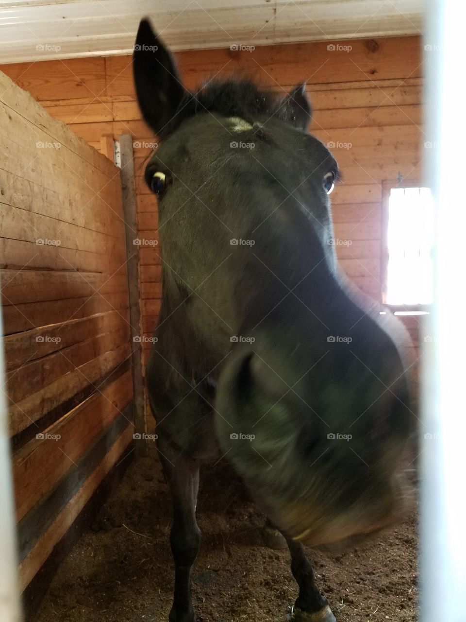 A Black Fresian X Mare