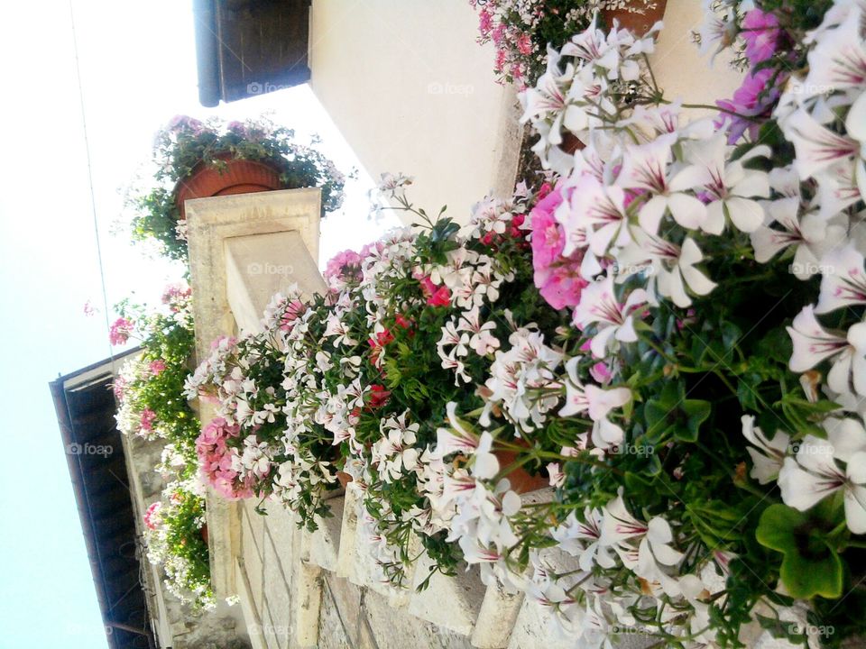 Beautiful flowers