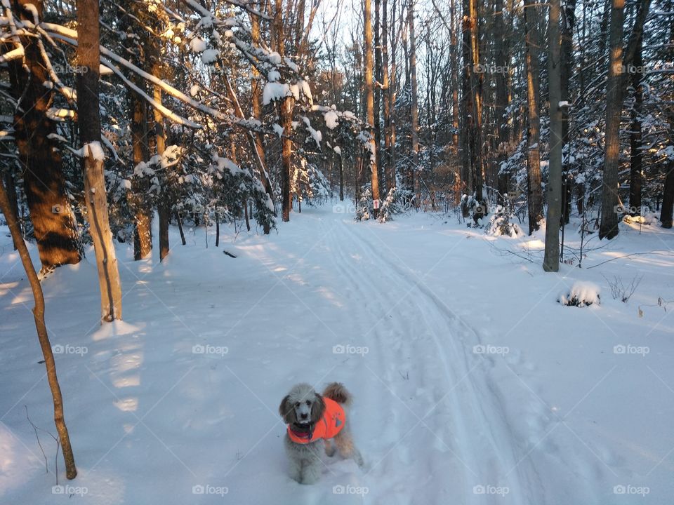 Poodle ski buddy