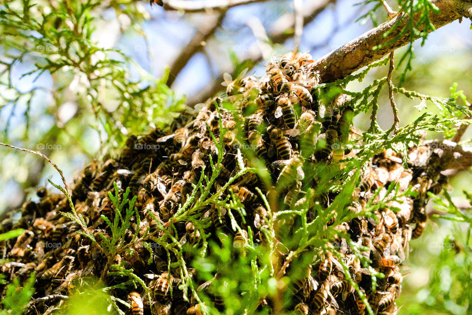 Swarming honey-bees