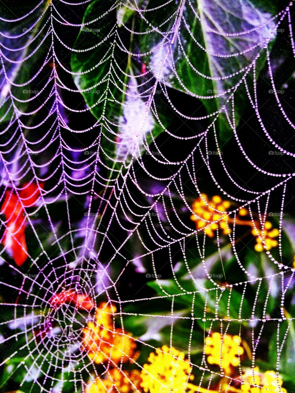 Spider web with dew droplets