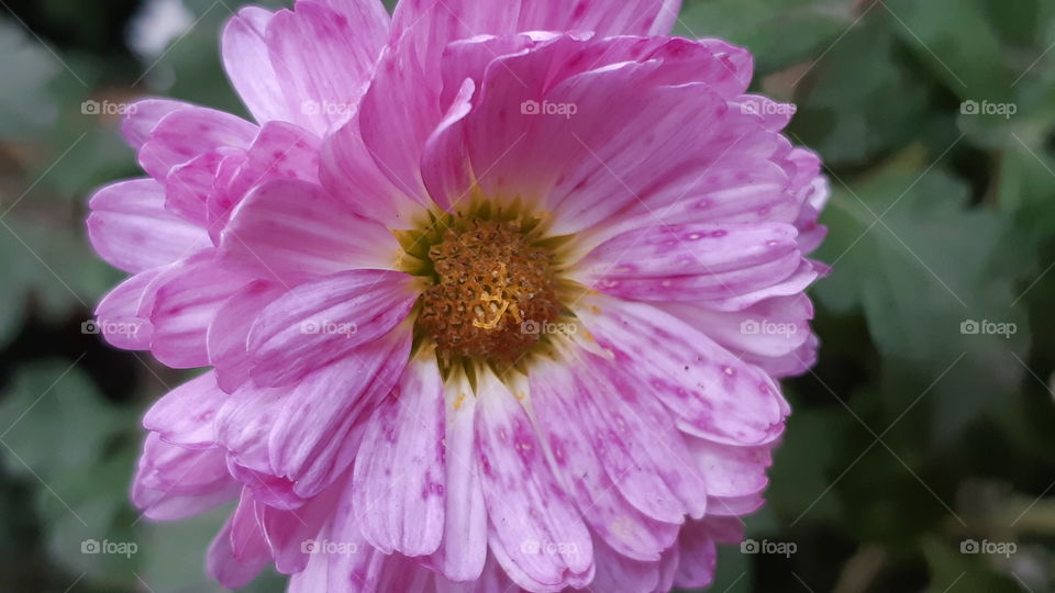 Natural pink flower in the garden