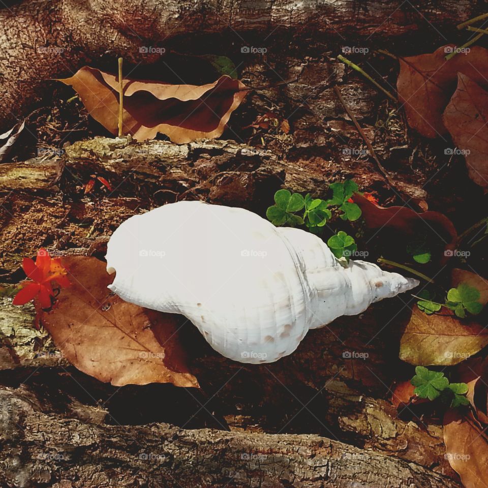 white seashell. white seashell bleached by sun in garden