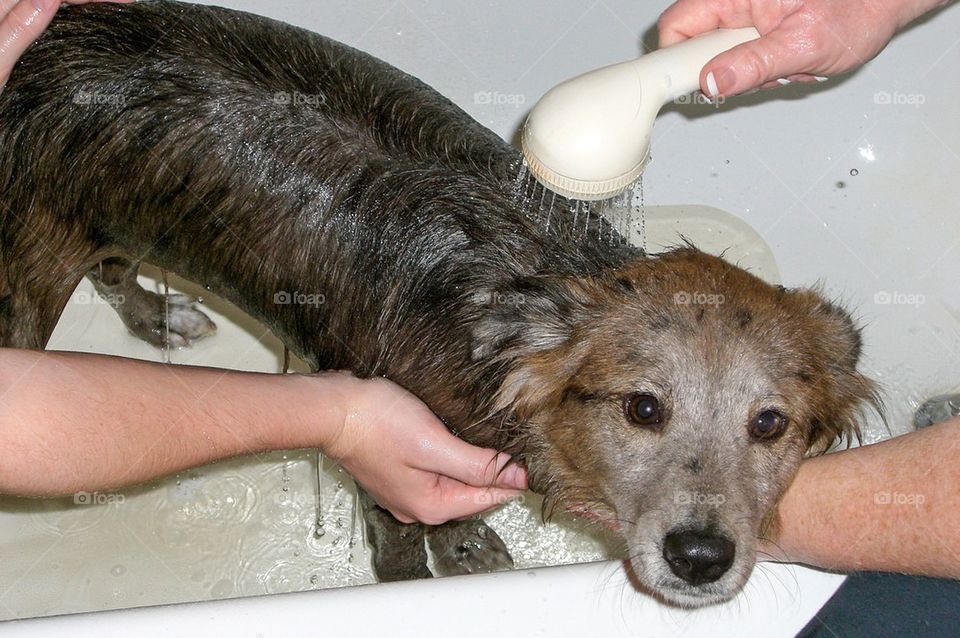 Dog getting a bath