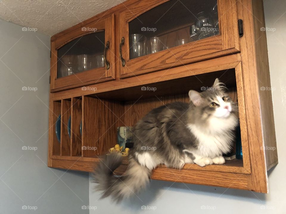 Kitty climbs