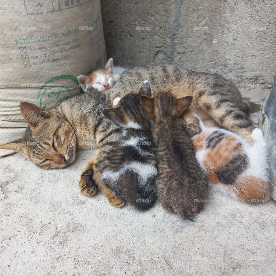Mother cat and her kittens