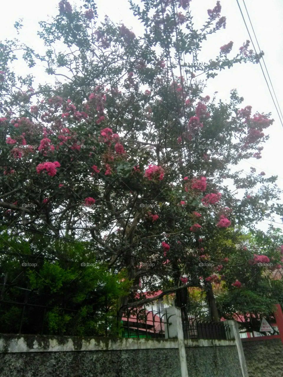 Flower, Tree, Garden, No Person, Leaf