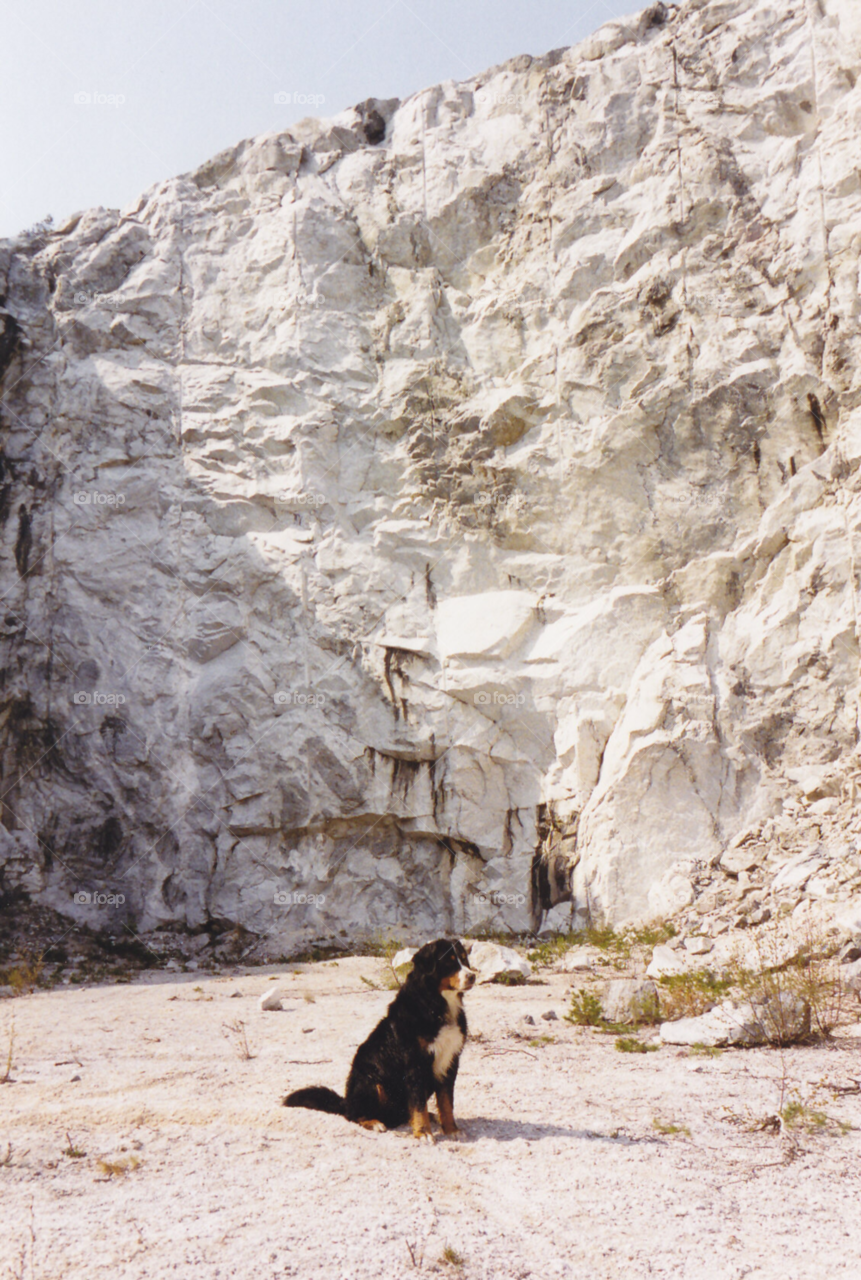 dog animal pet cliffs by MagnusPm