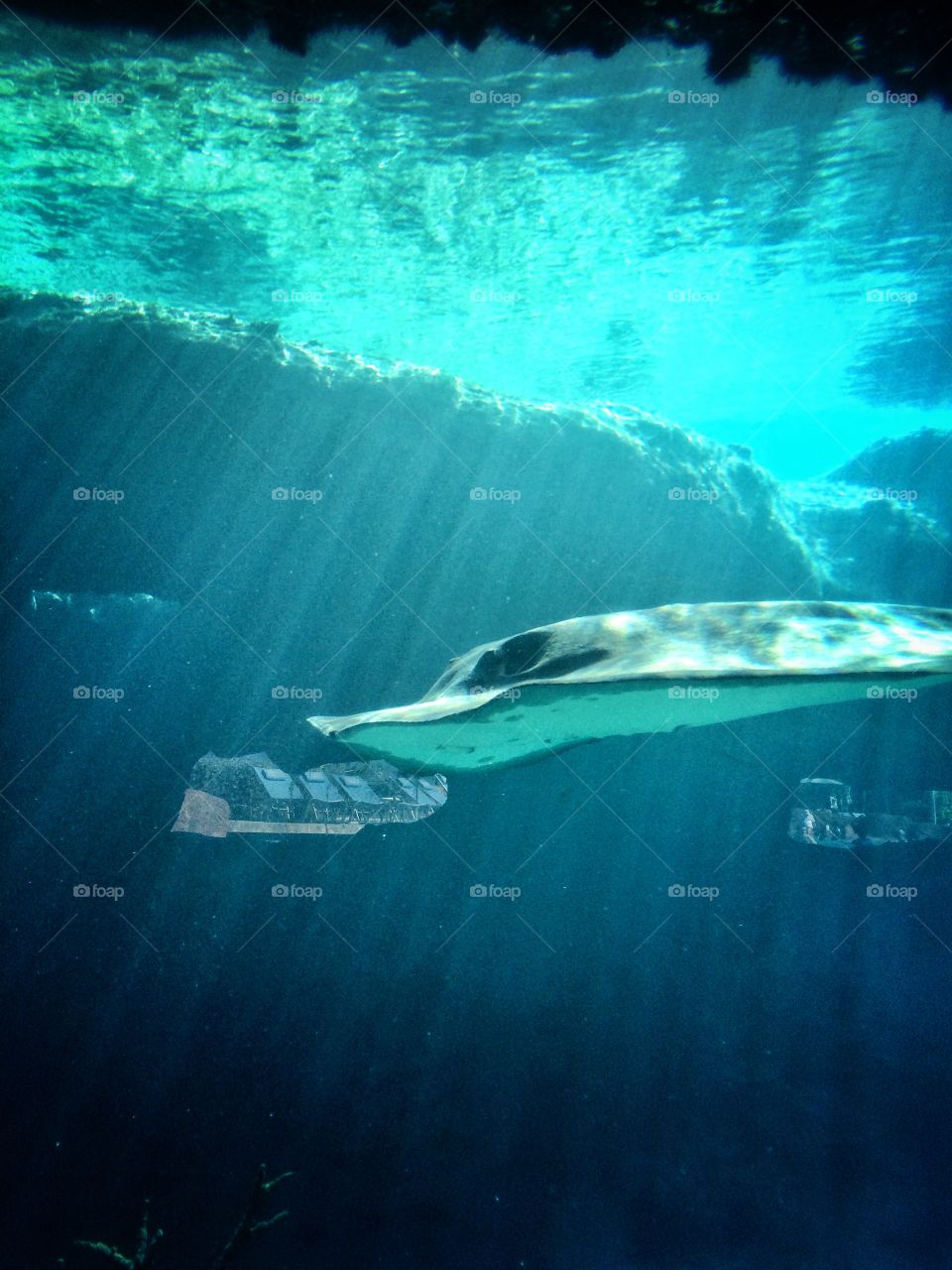 "Beneath the waves into the depths of Atlantis is where I roam"

Sting ray in Atlantis Bahamas
During Christmas vacation