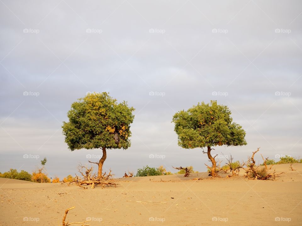 Populus diversifolia