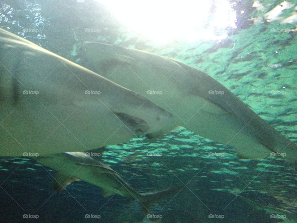 Sharks from Ripley aquarium myrtle beach