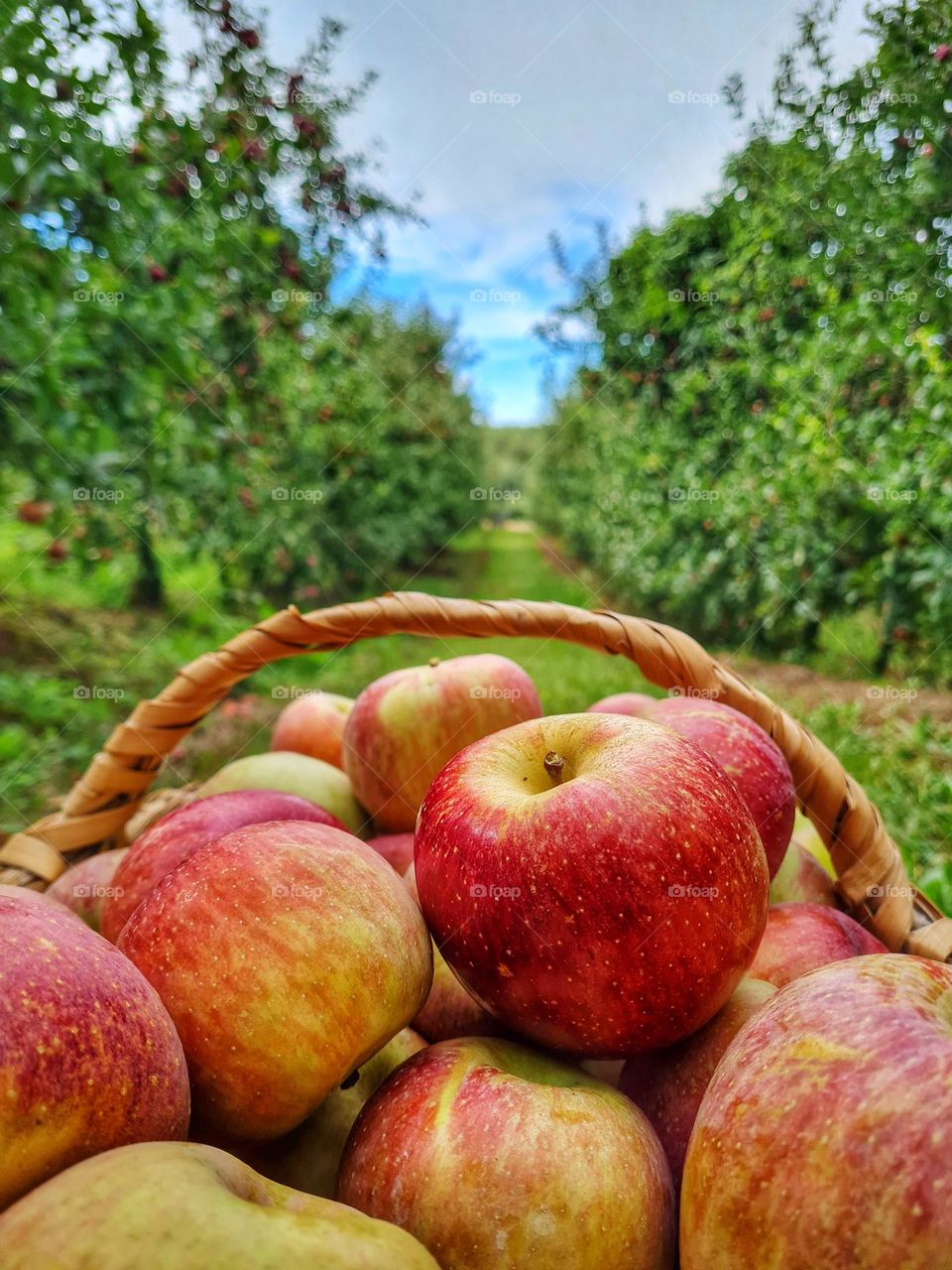 apple basket