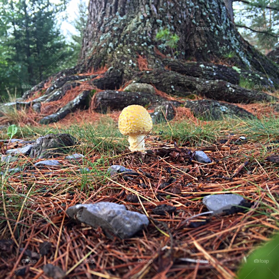 Lone, yellow mushroom