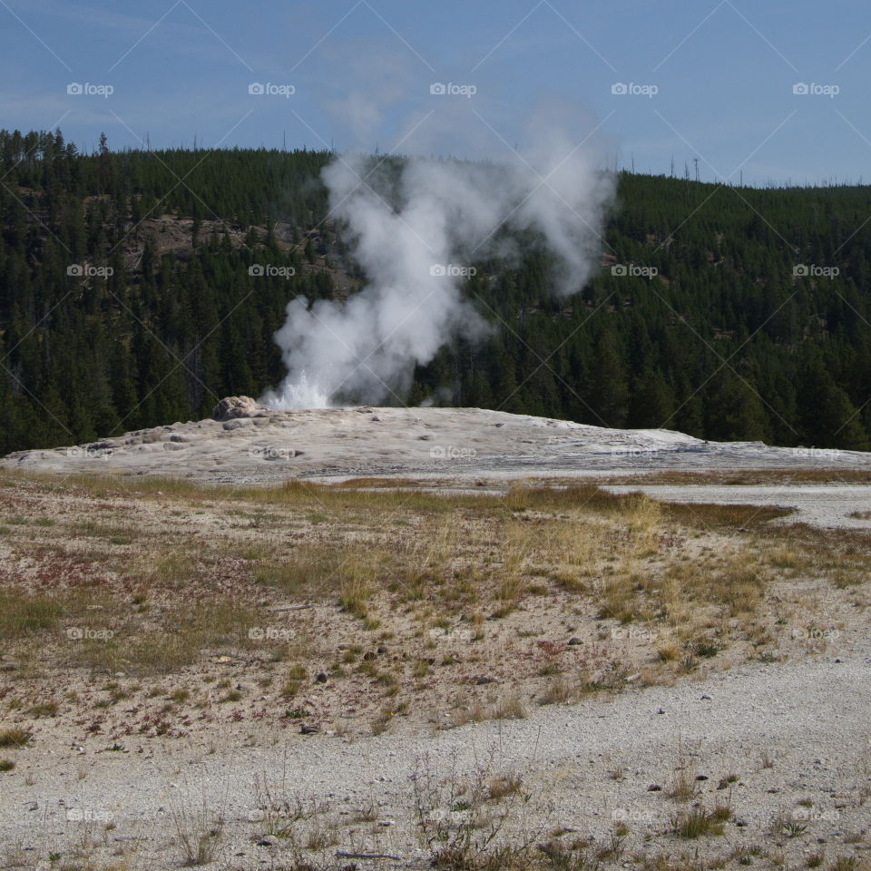 The Old Faithful geyser in Yellowstone National Park in Wyoming erupts on a sunny summer day. 