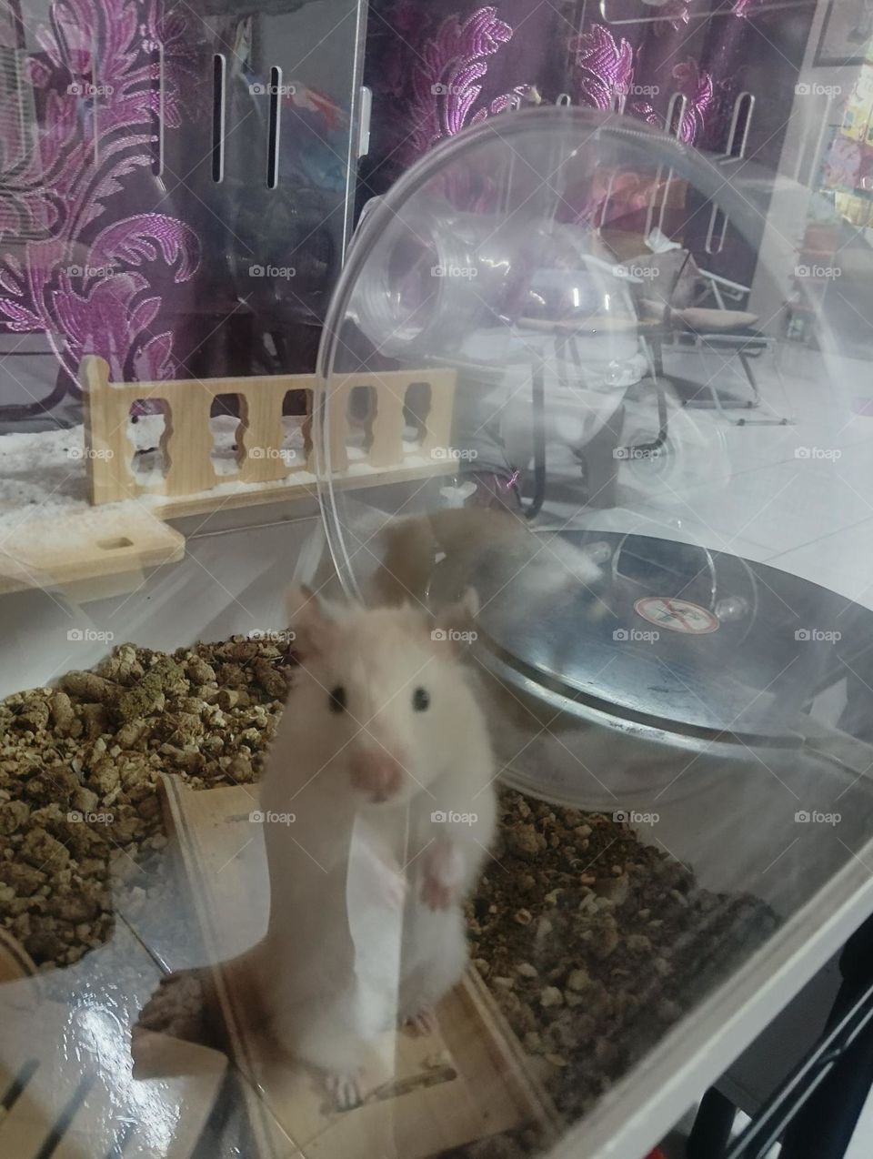 Hamster