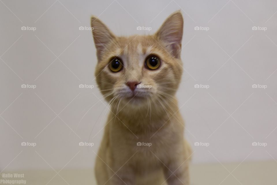 Orange tabby 