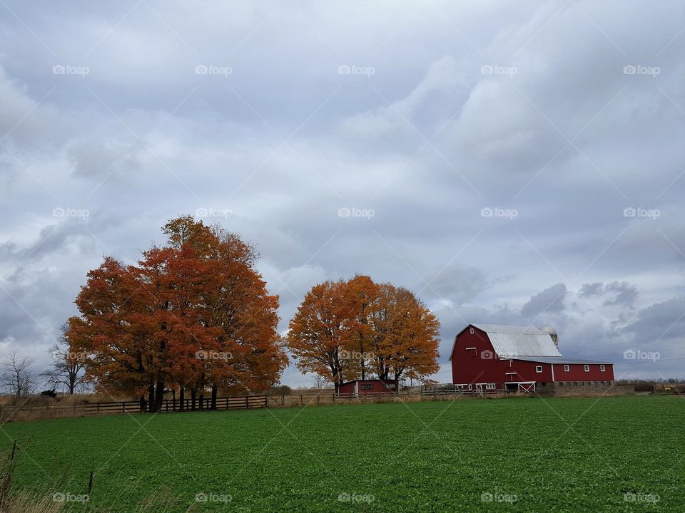 High angle view of autumn trees