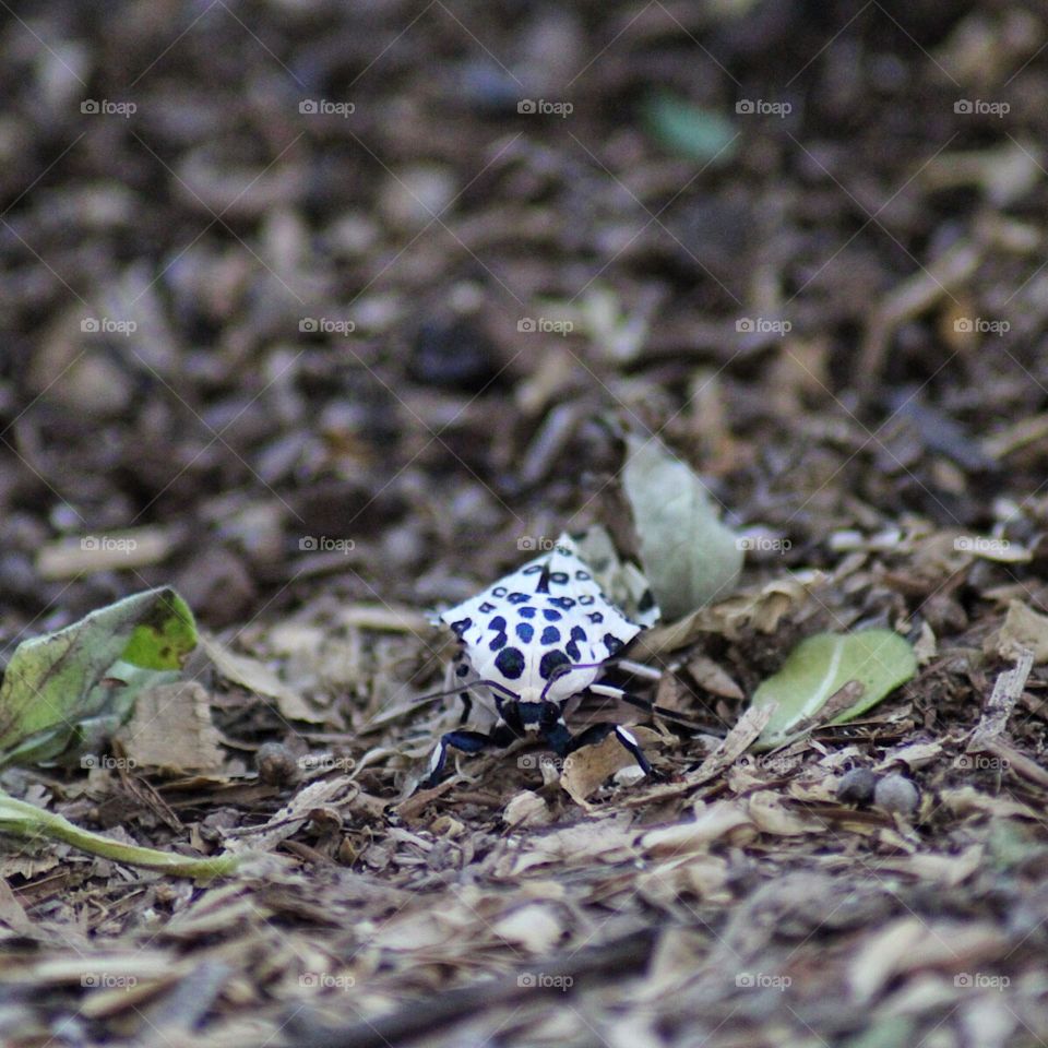Spotted Leopard Moth 