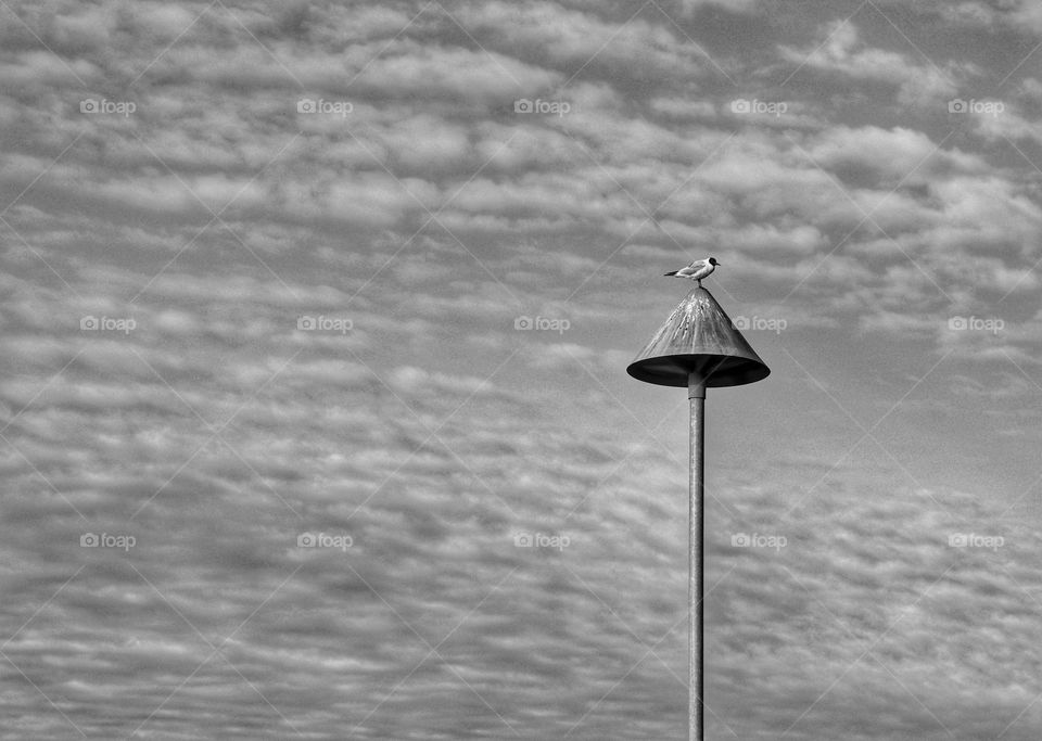 Black and white minimalist photo of a seagull sitting on a pole on the coast with clouds behind 