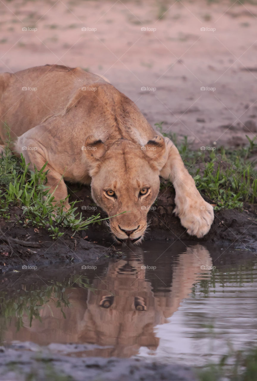 A lioness drinks from the waterhole with stunning reflection 